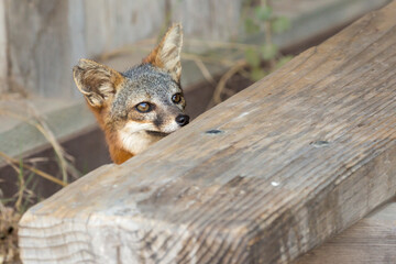 A rare, wild island fox searching for food on Santa Rosa Island in Channel Islands National Park. The island fox is found only on these islands and nowhere else in the world.