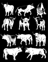 Vector set of oxen on black background, engraved illustration