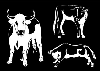 Vector set of oxen on black background, engraved illustration