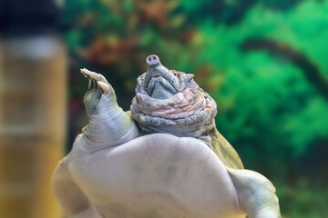 The Chinese Trionyx turtle Pelodiscus sinensis swimming in the aquarium