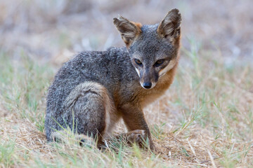 Naklejka na ściany i meble A rare, wild island fox searching for food on Santa Rosa Island in Channel Islands National Park. The island fox is found only on these islands and nowhere else in the world.