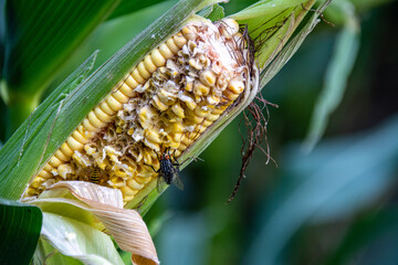 Maiskolben mit Krankheit Fusarium und Schädling Fliege
