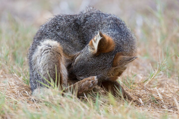 A rare, wild island fox searching for food on Santa Rosa Island in Channel Islands National Park. The island fox is found only on these islands and nowhere else in the world.