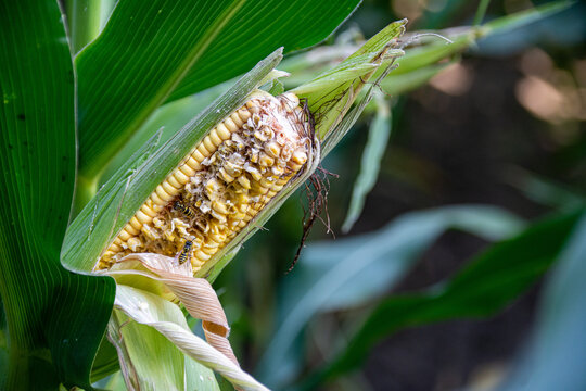 Maiskolben mit Krankheit Fusarium und Sch&auml;dling Wespen