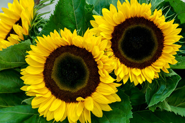Yellow flowers of decorative sunflower in the garden in summer.