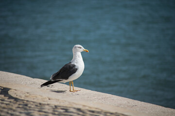 Portrait of seagull standing in border water