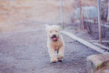 Cute blond Irish terrier running towards the camera