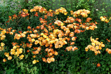 Obraz premium Yellow-orange chrysanthemums in the garden in late autumn.