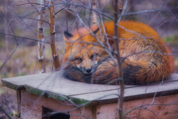 Redhead beautiful fox in winter close up