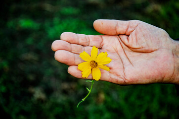 Old wrinkled hand of a grandmother with a flower close-up. Old grandmother's hand with a flower in her hand. The concept of kindness and mercy. Caring for and Taking Care of the Elderly