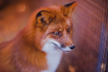 Redhead beautiful fox in winter close up
