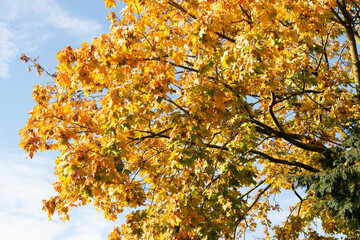 Orange leaves of autumn tree