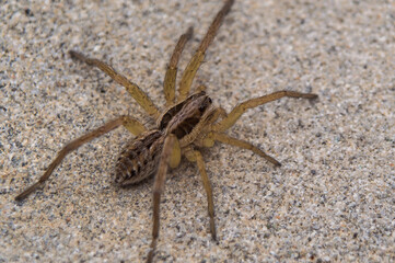 Spider close up