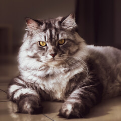 Potrait of cat