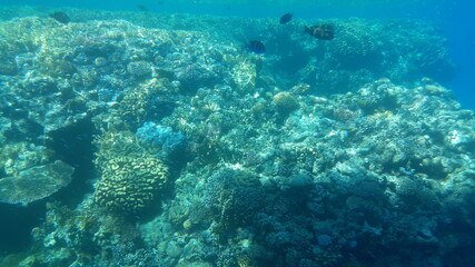Naklejka na ściany i meble diver and coral