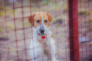 Hound dog behind the fence