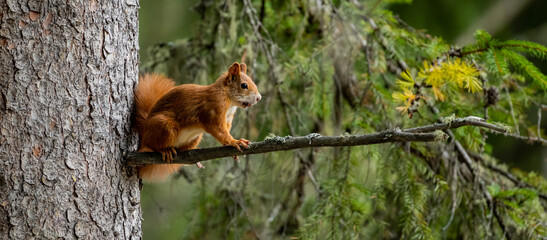 Eichörnchen