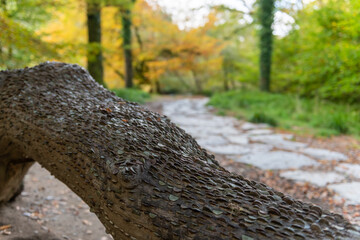 Close up of coins hammered into a tree trunk at Tarr Steps in Exmoor National Park