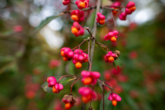 Giftiger gew&ouml;hnlicher Spindelstrauch oder rosa Pfaffenh&uuml;tchen Beeren