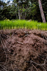 Siembra de arroz a la orilla del rio Guapi. Cauca. Colombia.