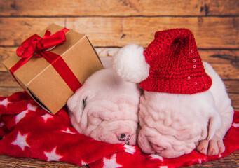 Two Funny American Bulldog puppies dogs santa hat