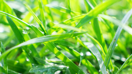 sedge with rain drops, close up, green natural background