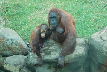 Monkey and her cub on the stones. Zoo.