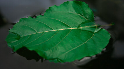 Green leaf floating on water in Autumn