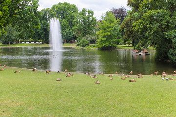 Many ducks in the park in Germany.Egyptian Goose , Alopochen aegyptiacus.