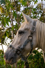 profile of a white horse in the field