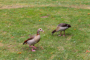 Egyptian Goose ,two Alopochen aegyptiacus, on the grass in park.Germany.