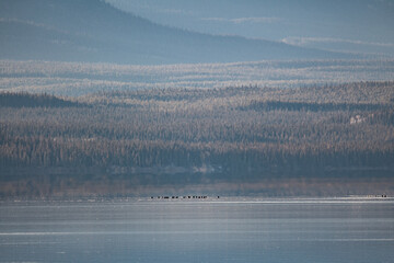 Iconic Yukon Territory mountain landscape with birds on the calm and beautiful lake and wilderness background with woods and spruce and pine forest. 