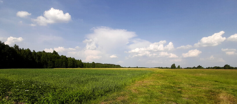 Green field meadow near the forest on the background of clear blue sky with white clouds Real image