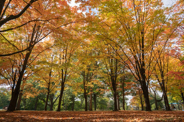 カラフルな美しい紅葉　ハイパーク カナダ オンタリオ州 