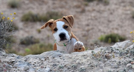 un pequeño perro de raza pitbull en el campo