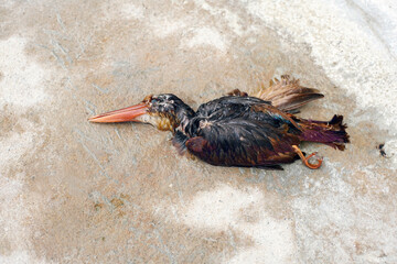 Died bird body on ground, Birds can be attacked by humans or animals, unable to tolerate hunger because of the environmental and changing nature                               