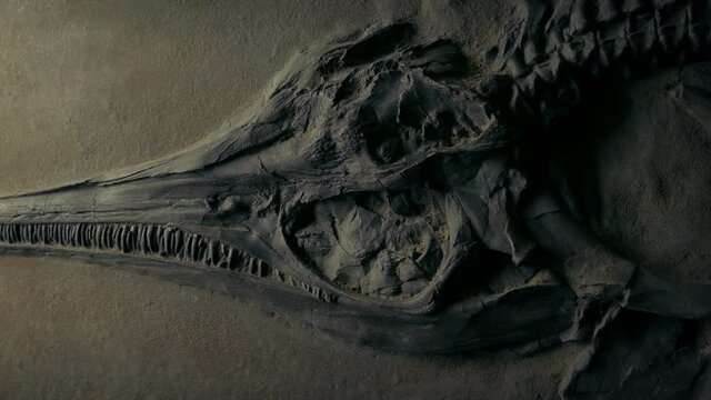 Jurassic Fish Fossil Moving Shot