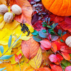Pumpkin, nuts on autumn bright colorful leaves. Enchanted atmosphere. Flat lay style, mockup. Square photo.