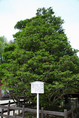 下鴨神社　姫小松