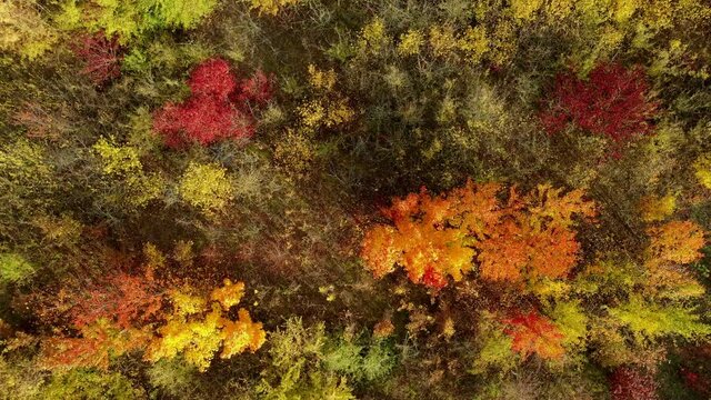 Video einzelner junger farbenfroher Laubb&auml;ume im Herbst aufgenommen mit einem &Uuml;berflug mit einer Drohne