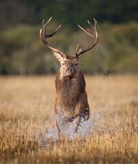 Red deer © Marcin