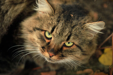 Portrait of wild fluffy cat