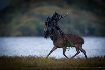 Red deer wrapped in plastic  © Marcin