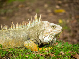 Green Iguana (Iguana Iguana) Large Herbivorous Lizard Staring on the Grass in Medellin, Antioquia / Colombia