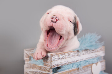 American Bulldog puppy dog is yawning on gray
