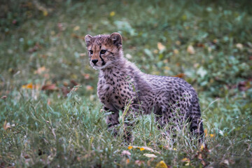 Young cheetah cub (4 months old) in the grass © Simon