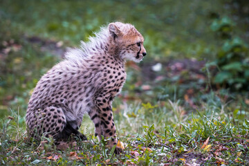 Young cheetah cub (4 months old) in the grass © Simon