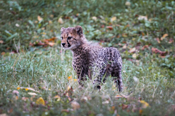 Young cheetah cub (4 months old) in the grass © Simon