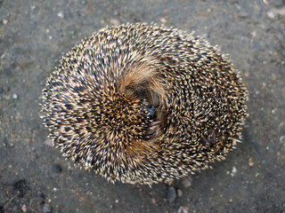 The startled hedgehog curled up in a ball