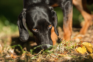 bavarian mountain welding dog in autumn landscape